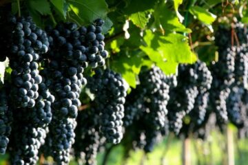 How To Grow Grapes Hydroponically? (Whole Process)