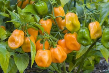 How Much Sun Do Habanero Plants Need?