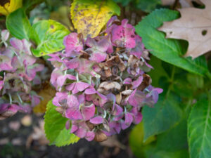 how to revive wilted hydrangea plant