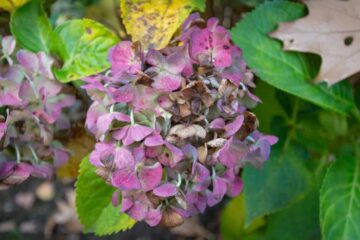 How To Revive Wilted Hydrangea Plant? (5 Most Effective Ways)