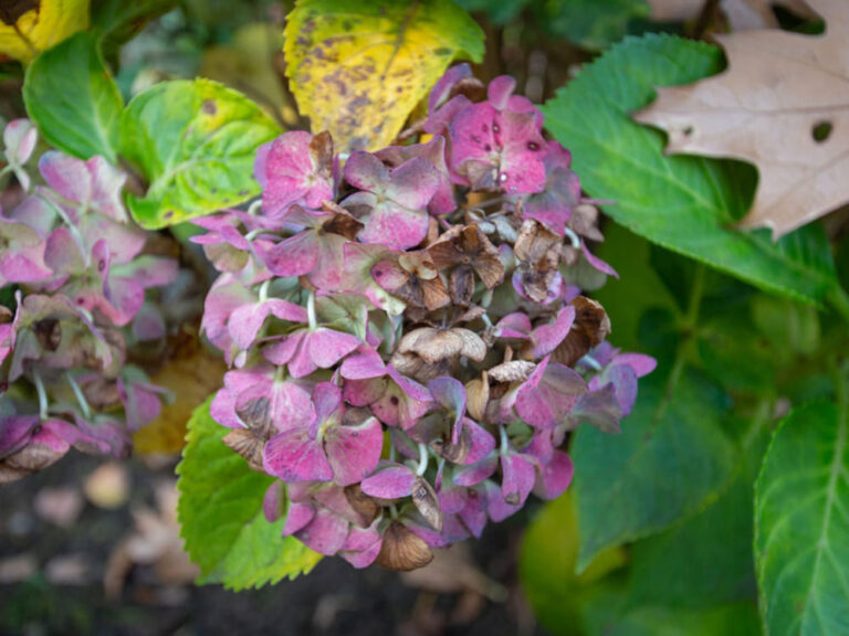 How To Revive Wilted Hydrangea Plant? (5 Most Effective Ways)