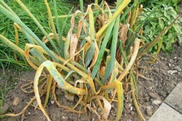 Top 7 Onion Growing Problems – What Is The Solution?