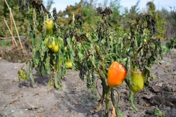 7 Signs Of Overwatering Pepper Plants – How To Fix