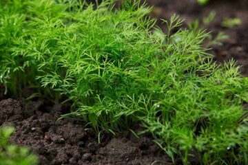 5 Weeds That Look Like Dill: Tips To Distinguish