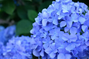 what side of the house do you plant hydrangeas