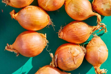 Why Are My Onions So Small? How To Make Onions Bigger?