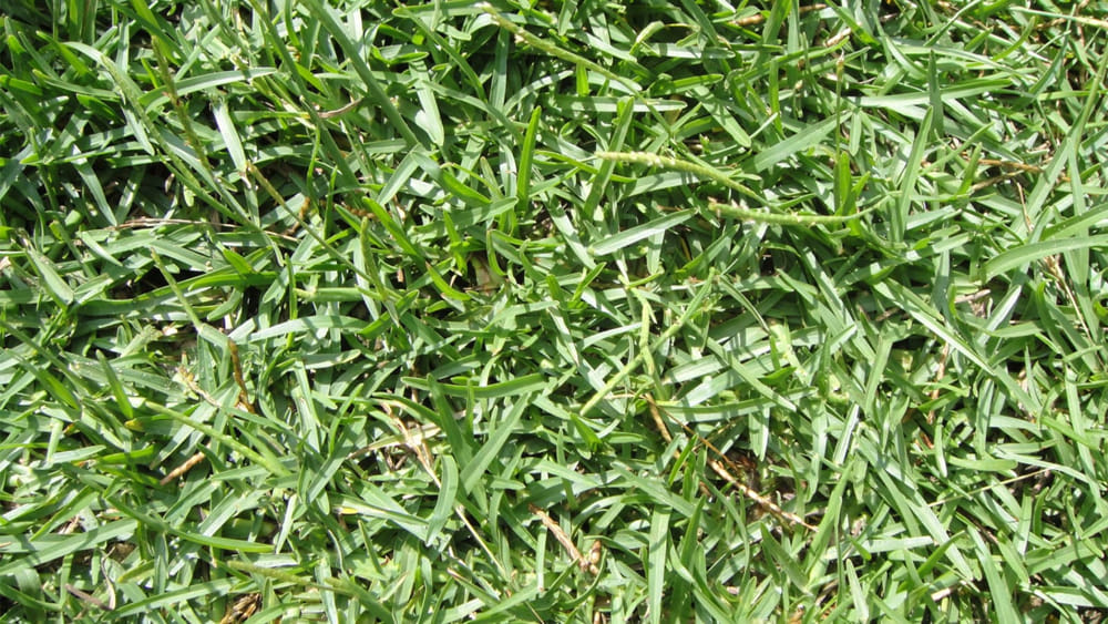 Centipede Grass The Garden Prepper