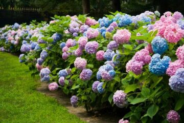 Will Hydrangeas Grow Back If Cut Down? (A Deciding Factor)