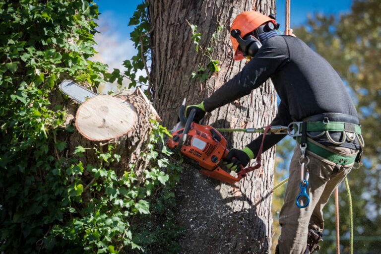 5 Best Tree Climbing Equipment For Advanced Users