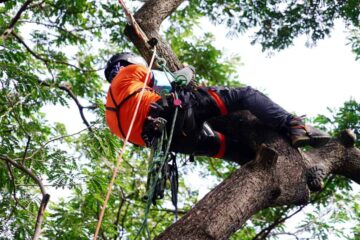 5 Best Tree Climbing Equipment For Advanced Users