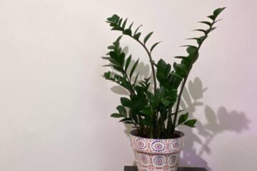 ZZ Plant Leggy & Leaning? – Here Is The Reason And Solution