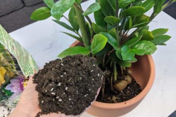 What Is The Best Soil For ZZ Plant? (How To Mix)