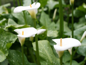 Calla lily care after blooming