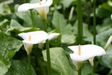 Calla Lily Care After Blooming – What Are The Signs?