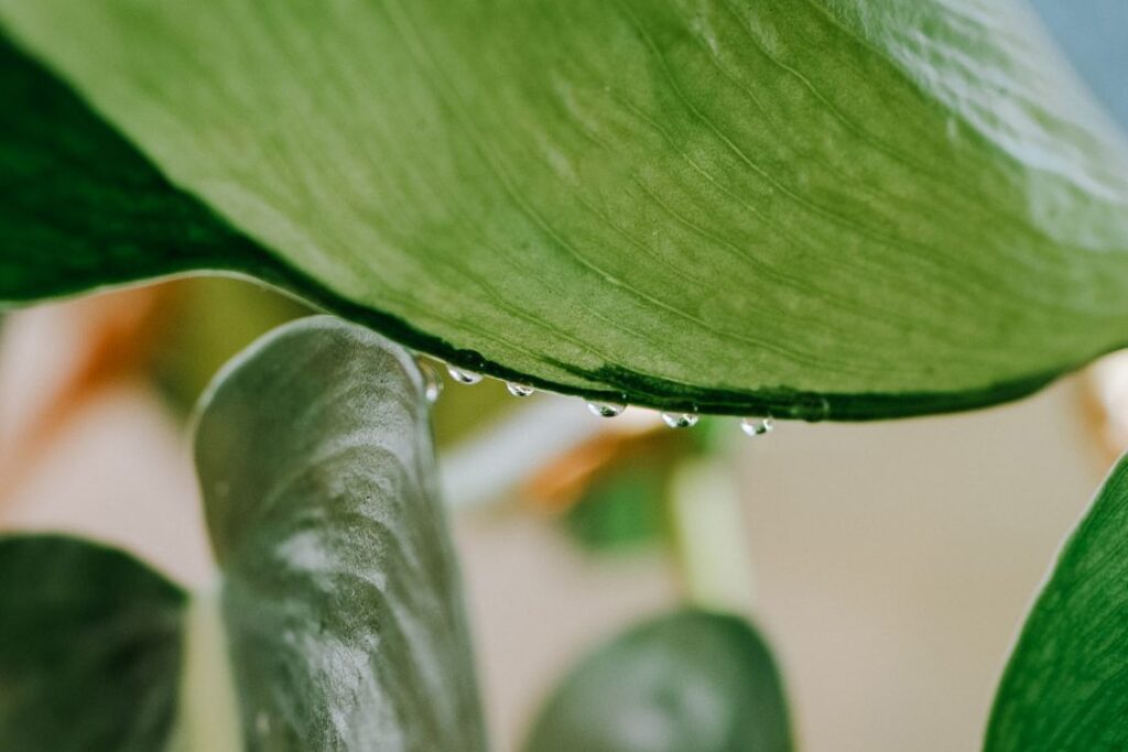 calla lily leaves dripping water