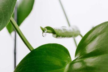 What Is The Main Cause Of Calla Lily Leaves Dripping Water?