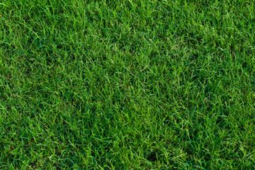 Does Sand Help Bermuda Grass Grow? (The Best Sand)