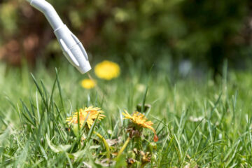 Does Weed Killer Kill Zoysia Grass? (Best Usage)