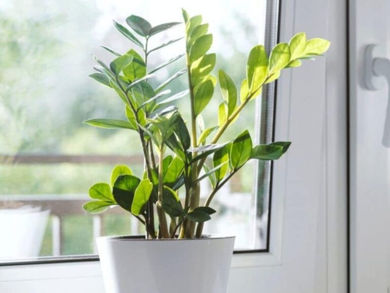 How Much Light Does A ZZ Plant Need?