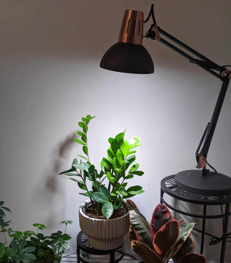How Much Light Does A ZZ Plant Need?