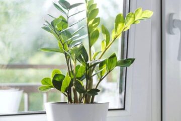 How To Make ZZ Plant Grow Faster (Great Tips)