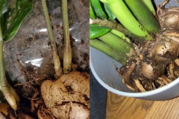 How To Save ZZ Plant From Root Rot (Step-By-Step)