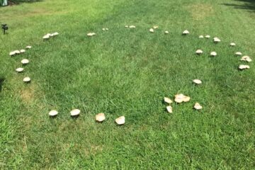 Is Mushroom In Zoysia Grass Good Or Bad?