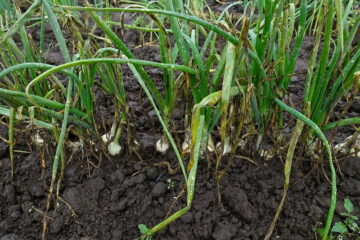 Why Are Your Onion Leaves Turning Yellow? (Solution)