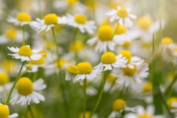 Top 5 Plants That Look Like Chamomile (Super Easy Tips)