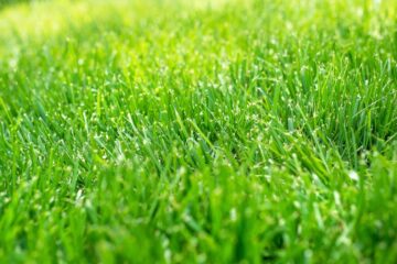 When To Plant Bermuda Grass In North Carolina?