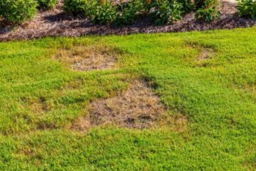 What Are Zoysia Grass Problems? (5 Most Common Issues)