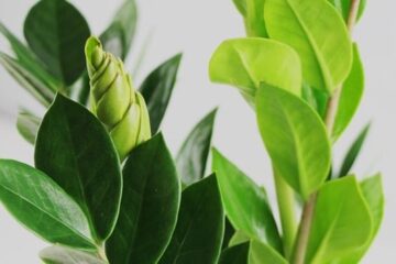 Top 6 Reasons For ZZ Plant Leaves Turning Light Green