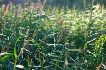 13 Weeds that Look like Grass: How to Recognize?