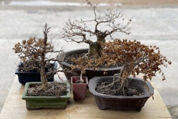 Bonsai Tree Leaves Turning Brown – Causes And Ways To Revive