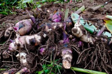 Can I Transplant Cannas In Summer? (When Is The Best Time?)