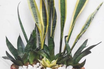 Can You Plant Two Snake Plants Together? (Basic Rules)