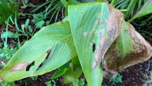 canna lily leaves turning brown