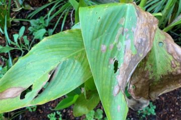 Canna Lily Leaves Turning Brown – Causes And Solutions