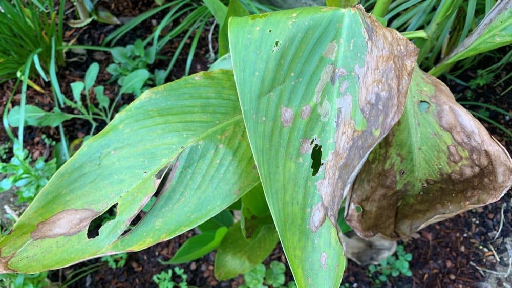 Canna Lily Leaves Turning Brown Causes And Solutions