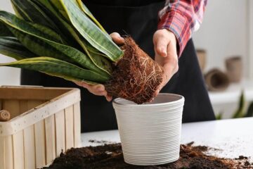 Do Snake Plants Like Coffee Grounds? (Benefits And Hazards)