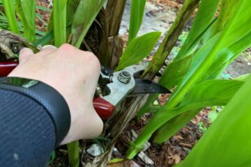 How To Cut Back Cannas For Winter (7 Specific Steps)