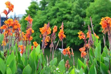 How To Keep Cannas Blooming All Seasons