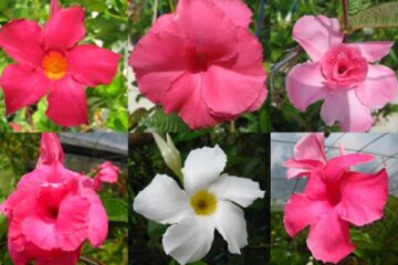 How To Propagate Mandevilla Cuttings – Step-By-Step Details