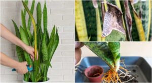 how to tell if snake plant needs water