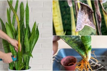 How To Tell If Snake Plant Needs Water – How To Revive It