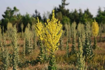 3 Plants That Look Like Mullein: How To Distinguish?