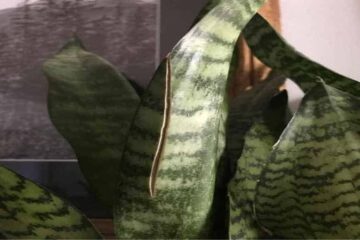 Snake Plant Leaves Splitting – Top 6 Reasons And Solution