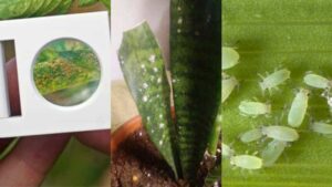 white spots on snake plant