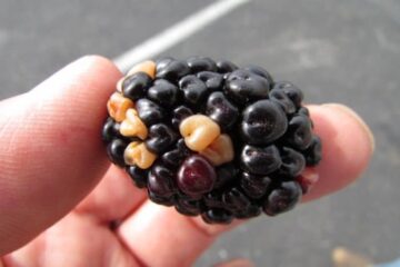 Why Do My Blackberries Have White Spots?