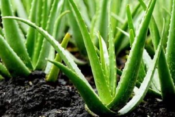 Why Is My Aloe Plant Dying? – Causes And Solutions